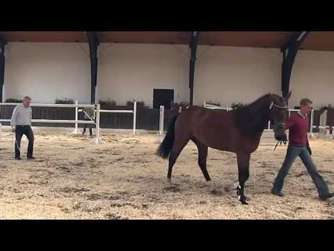 64. JH v. Balous Bellini - Cornet Obolensky (Körkollektion SDB 2013)