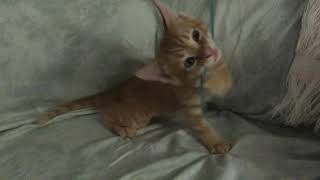 Farm Cat Cats Videos