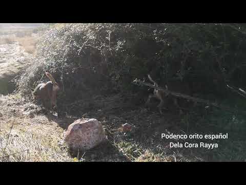 Enma, Hamilcar y Azcua de la Cora Rayya