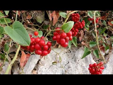 Ovo ti oću reć - Klapa Sveti Nikola  -   Metković