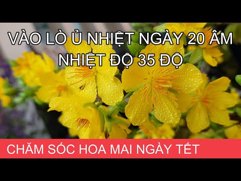 🔴 QBS2111 - Apricot tree incubated in heat on the 20th lunar day, what will be the result on the ...