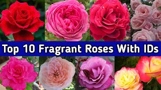 Top 10 Fragrant Rose Varieties With Names or IDs | Most Fragrant Rose Variety