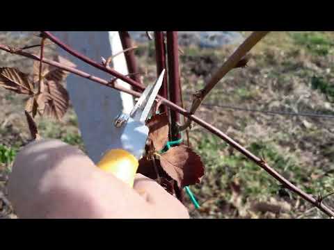 Na ovaj način orezujemo i vezujemo kupine zimi za obilniji rod