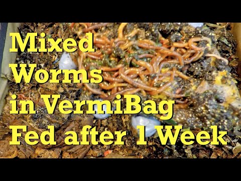 Mixed worms in VermiBag Tote get fed after a week - vermicompost