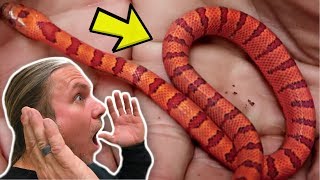 WOW! HATCHING SUPER ORANGE BABY SNAKES!!! | BRIAN BARCZYK by Brian Barczyk
