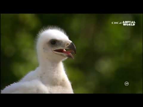 Földünk titkai Dokumentumfilm