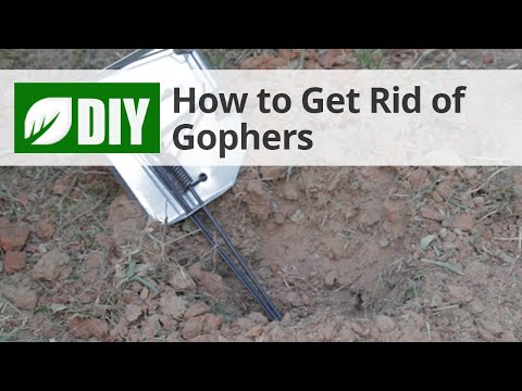  How to Get Rid of Gophers  Video 