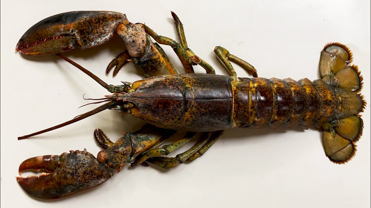 당신이 랍스터에서 보지 못한 것들 - 랍스터 해부