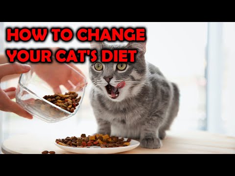 How To Transition Your Cats To A Different Diet/All Cats