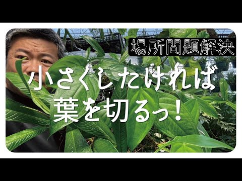 葉の分析