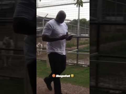 This gorilla tried to challenge Shaq ​⁠​⁠@Impaulsive ​⁠​⁠@ByronScottFastBreak #shaq #hoopscat