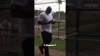Download lagu This gorilla tried to challenge Shaq @Impaulsive @ByronScottFastBreak #shaq #hoopscat mp3 Download lagu This gorilla tried to challenge Shaq @Impaulsive @ByronScottFastBreak #shaq #hoopscat mp3