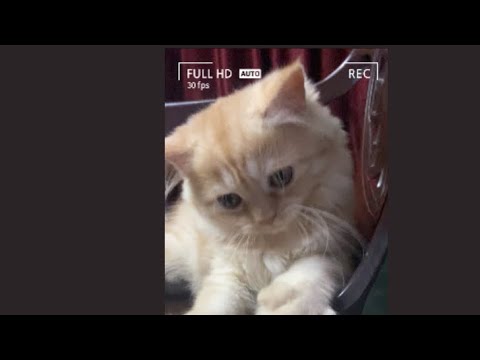 Viral Funny Cat