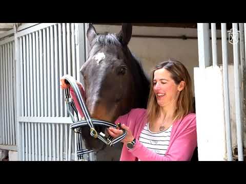 Holsteiner Hengststation - Sollwittfeld