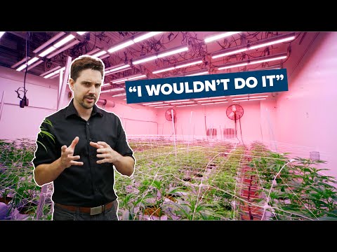 How Far Red Light Affects Cannabis | Fluence Research