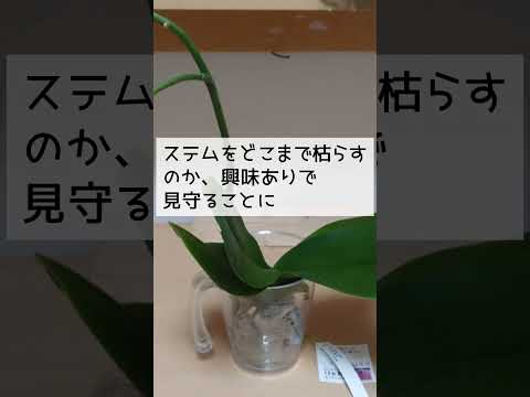 茎のなくなった蘭を再び咲かせるにはどうすればよいでしょうか？私たちのシンプルなソリューション!  庭園