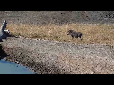 Djuma: Warthog- the one Hosana male leopard most likely catches - 06/27/19