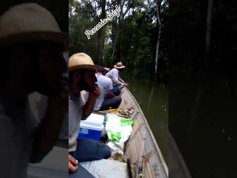 #sertanejoraiz #pescaria #rio Peixoto #nova guarita#canto #sabias#vidanocampo,