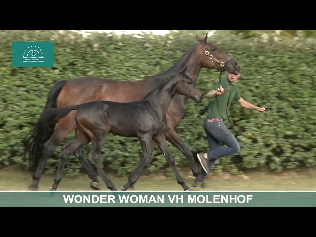 WONDER WOMAN VH MOLENHOF
