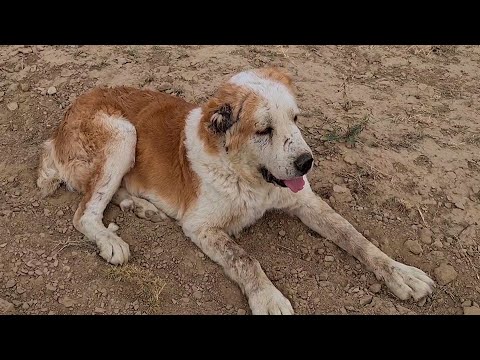 This Is How The Alabai Looks After The Real Fight With A Wolf In Its Natural Habitat!