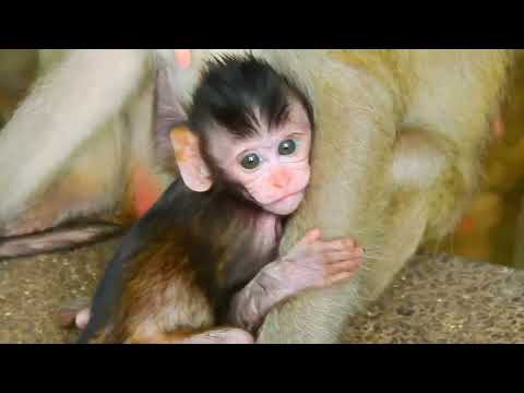 4K HDR Monkey Business – Peaceful Life of Monkeys | Relaxing Nature Documentary (No Talk)