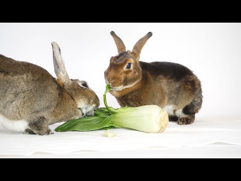 YouTube video about: Can rabbits have bok choy?