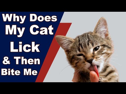 Why Does My Cat Lick And Then Bite Me