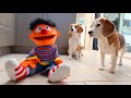 Dogs Vs Ernie From Sesame Street Funny Dogs Louie Marie