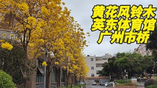 Blossoming Tabebuia Chrysantha in Guangzhou | 广州番禺市桥英东体育馆的黄花风铃木开花了，很少人知道的地方 | 2025年3月4日 | 广东日常实拍