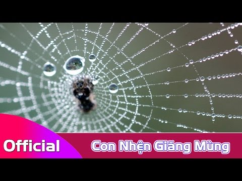[Hát Chèo Karaoke] Con Nhện Giăng Mùng - Ngụy Đình Thủy