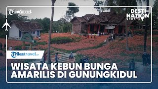 DESTINATION UPDATE: Melihat Indahnya Kebun Bunga Amarilis, Destinasi Instagramable di Gunungkidul