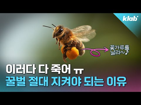 🐝 텅텅 비어가는 벌통...1년에 140억 마리 이상 사라지고 있습니다 "진짜 이러다 우리 다 죽어 ㅠㅜ" ｜크랩  (유료광고 포함)