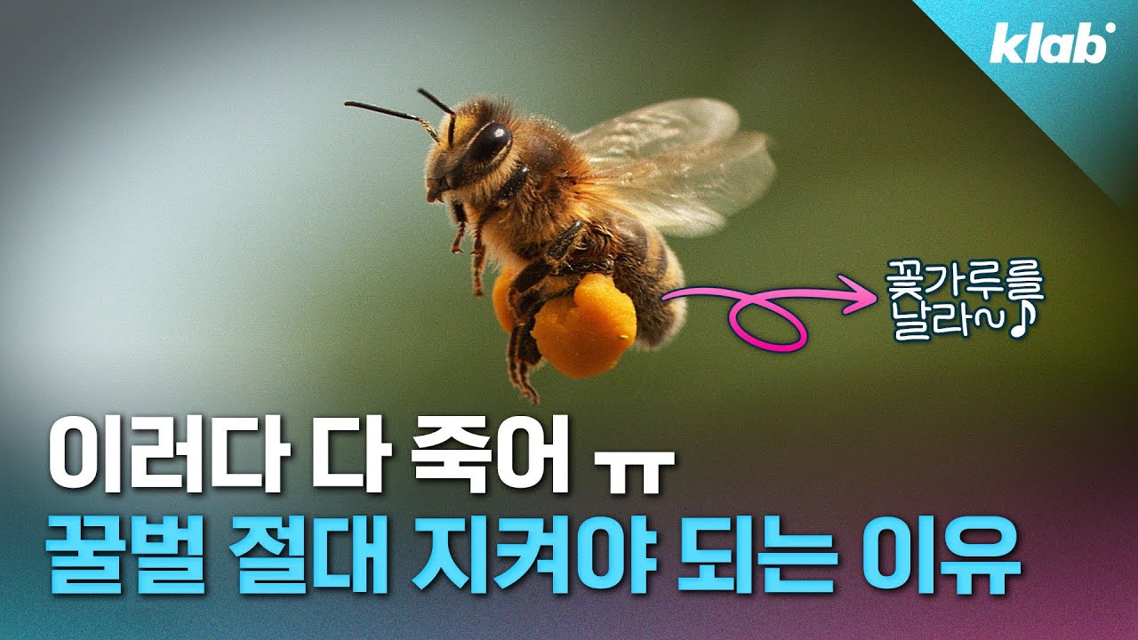 🐝 텅텅 비어가는 벌통...1년에 140억 마리 이상 사라지고 있습니다 "진짜 이러다 우리 다 죽어 ㅠㅜ" ｜크랩  (유료광고 포함)