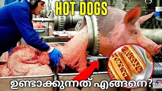 HOTDOG നിർമിക്കുന്നത് എങ്ങനെ🌭🌭| what is hotdog malayalam | interesting facts | what's inside factory