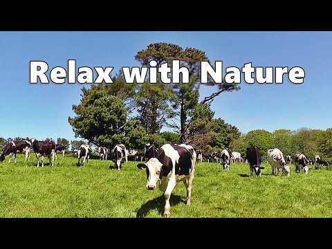 Dog TV Relaxation : Videos for Dogs - Cows In The Field ~ Relax with Nature