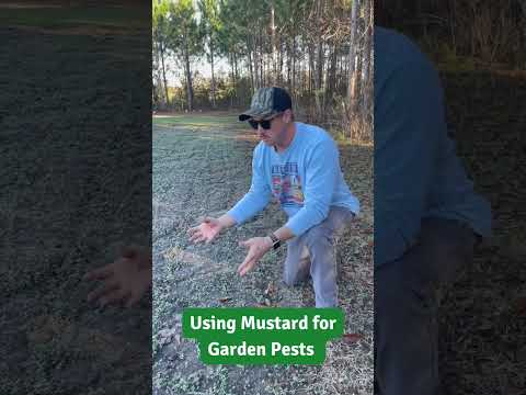 Building Better Soils with Mustard!