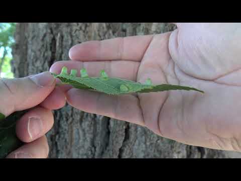 Identifying hackberry