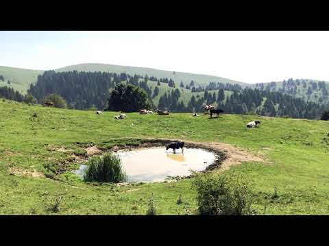 Mucche al pascolo sul Monte Grappa