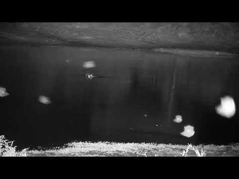 Djuma: Two Hippo's eyes-mom and sub adult visiting again maybe? - 22:40 - 10/23/2022