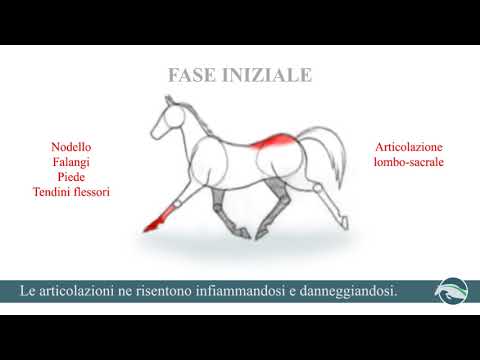 Compresse Argot per giunti Giunti a rimanere giovani