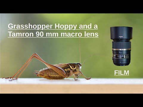 Film about grasshopper Hoppy with a Tamron 90mm macro lens