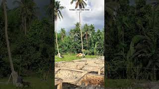 Download lagu Eps 8 | Natural Horse Breeding Process | PU Stable Documentary #pets #horse #animals #nature #short mp3 Download lagu Eps 8 | Natural Horse Breeding Process | PU Stable Documentary #pets #horse #animals #nature #short mp3