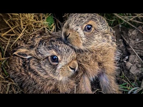 Favourite Wildlife Moments | Your Nature Fix🐾