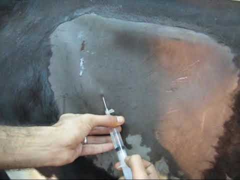 Inverted L-Block analgesia in cow 🐂🐄 Analgesia invertida de bloque L en vaca 🐄 Analgésie d'une vache