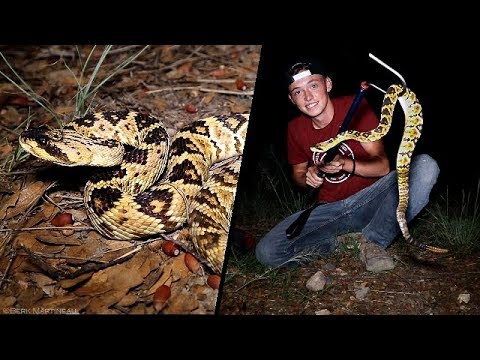Finding RATTLESNAKES In Arizona!