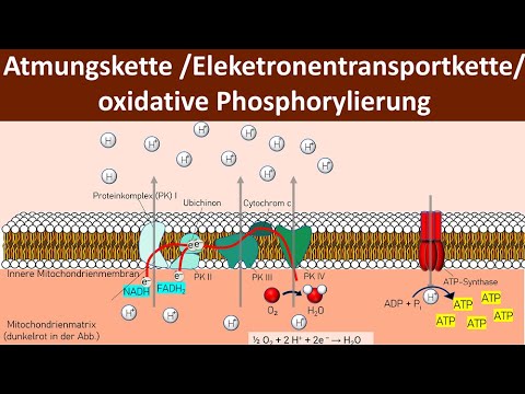 Respiratory chain / Oxidative phosphorylation / Chemiosmosis - [Cellular respiration, 5/6] - [Bio...