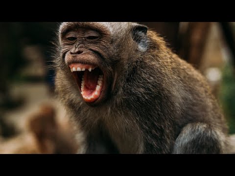 4K HDR Monkey Business - Life of Monkeys - Animal Documentary - Fun & Relaxing Music Video - No Talk