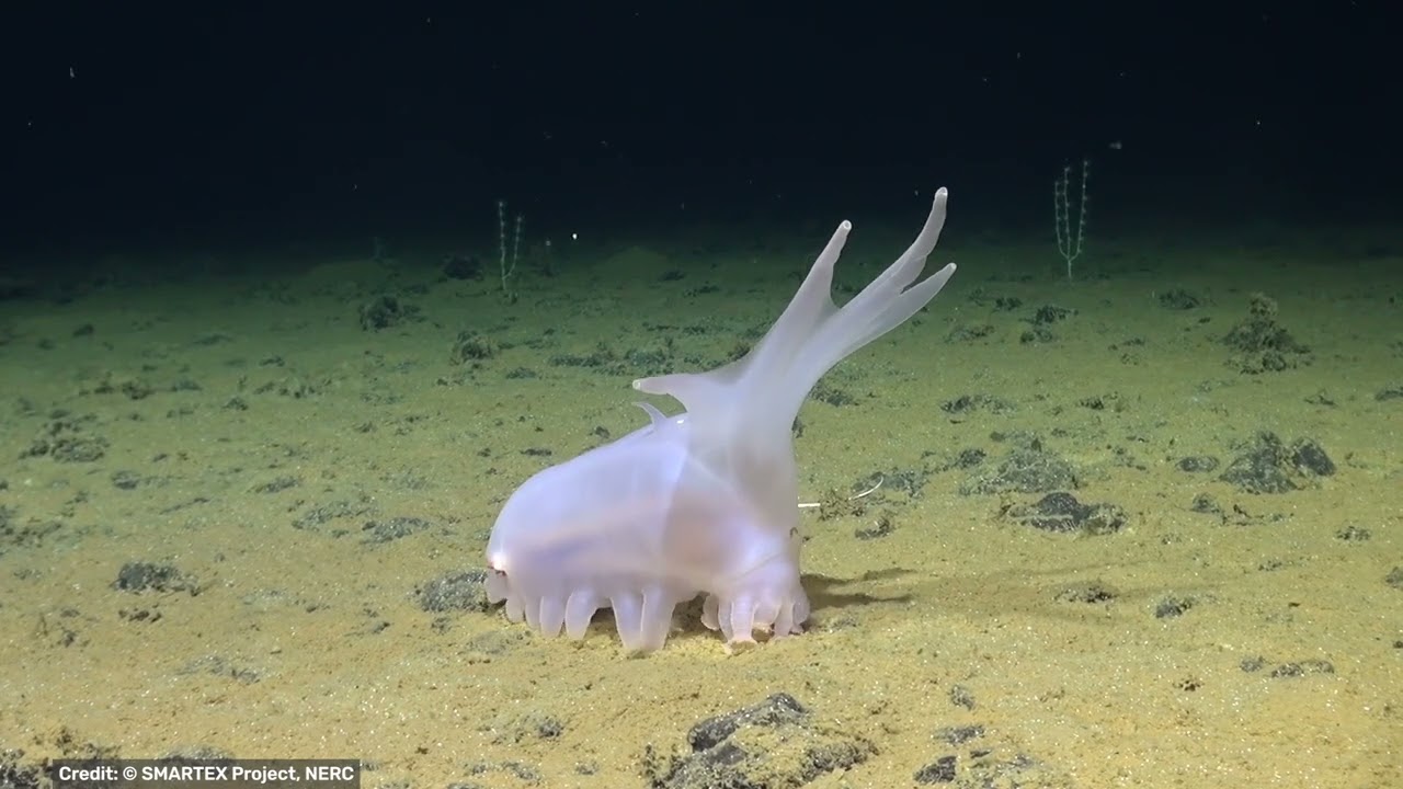 YouTube video preview