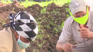 Producción de alimentos en Santiago de Cuba