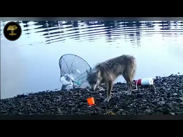 Graban a un lobo salvaje 'utilizando herramientas'